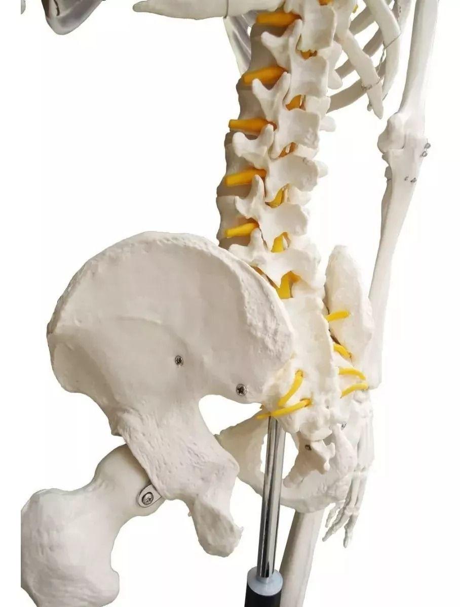 Esqueleto De Columna Vertebral Modelo Tamaño Real 1,70 Cm-6