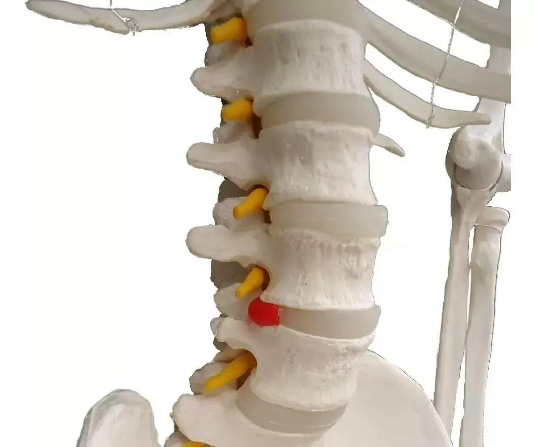 Esqueleto De Columna Vertebral Modelo Tamaño Real 1,70 Cm-7