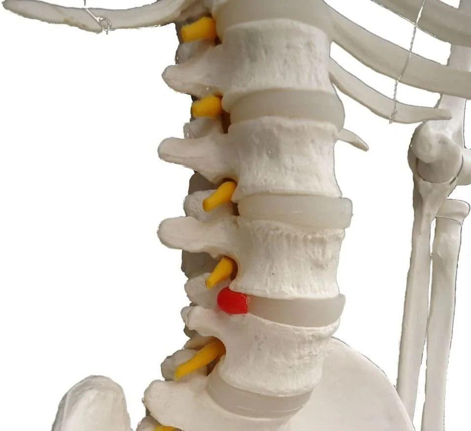 Esqueleto De Columna Vertebral Modelo Tamaño Real 1,70 Cm-2