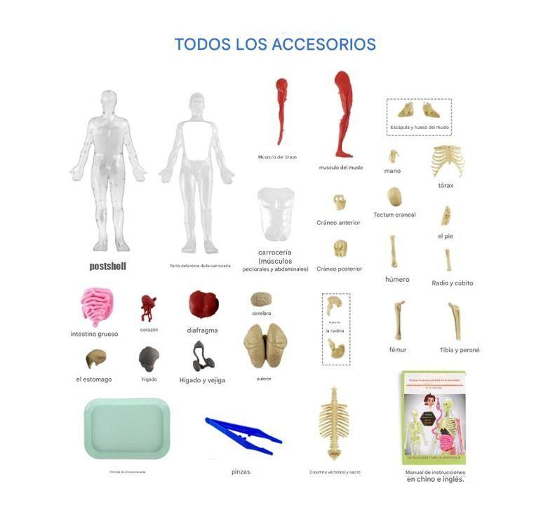 Esqueleto De Cuerpo Humano Que Brillan En La Oscuridad.-2