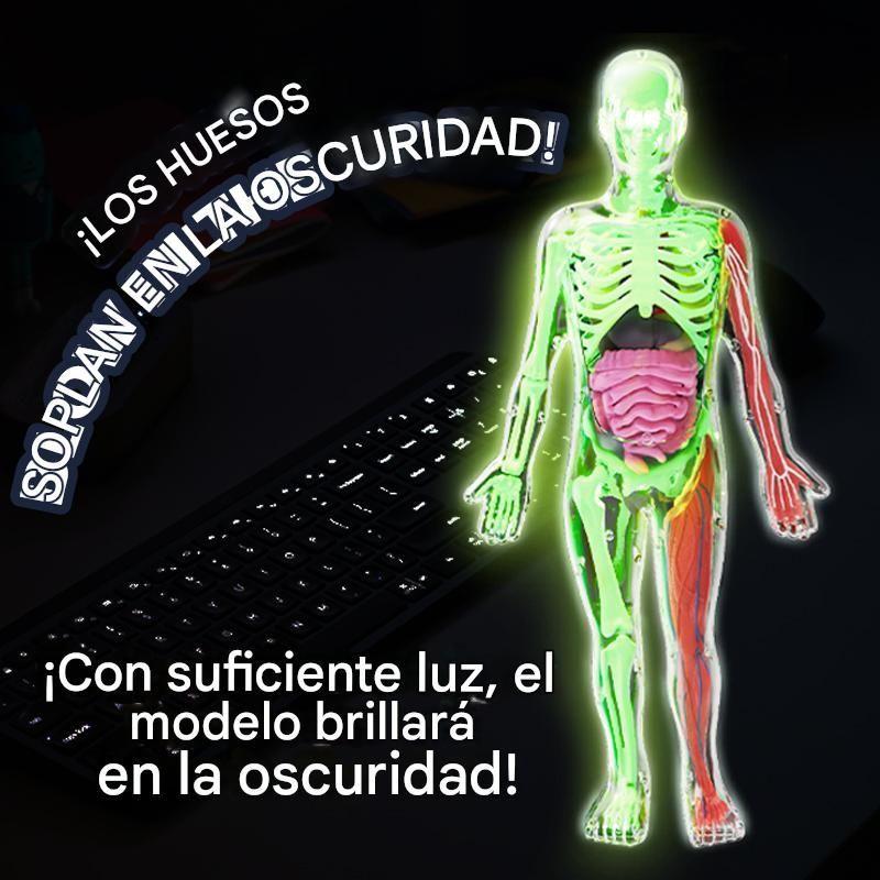 Esqueleto De Cuerpo Humano Que Brillan En La Oscuridad.-3
