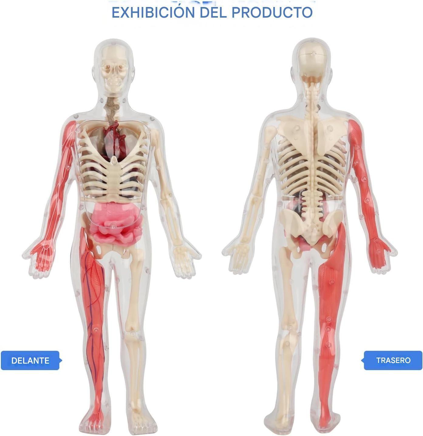 Esqueleto De Cuerpo Humano Que Brillan En La Oscuridad.-4