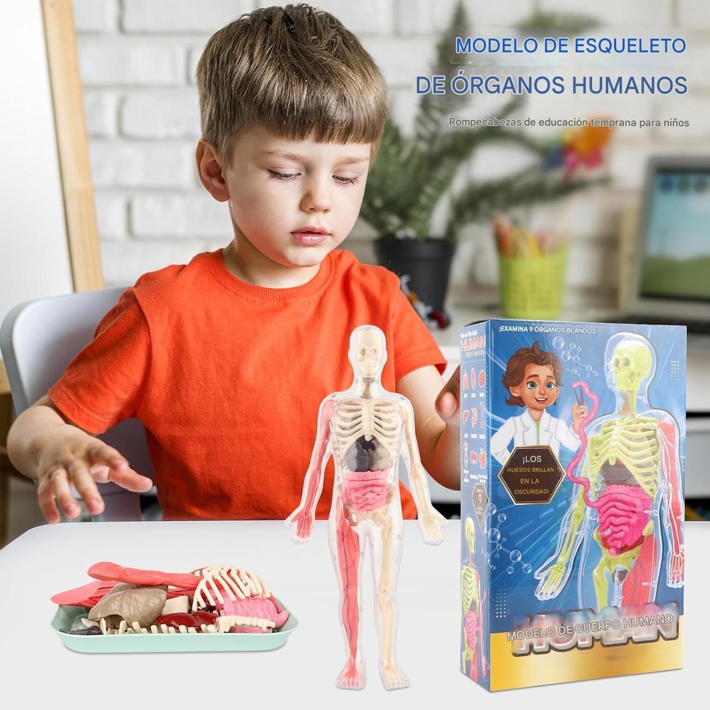 Esqueleto De Cuerpo Humano Que Brillan En La Oscuridad.-5