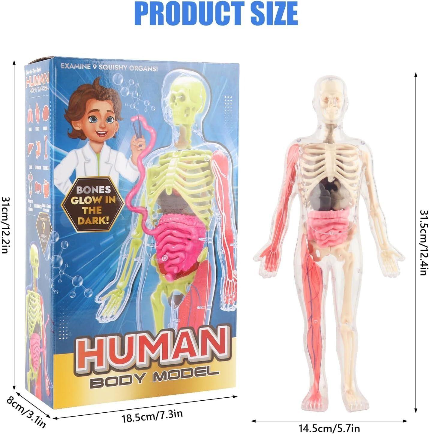 Esqueleto De Cuerpo Humano Que Brillan En La Oscuridad.-6