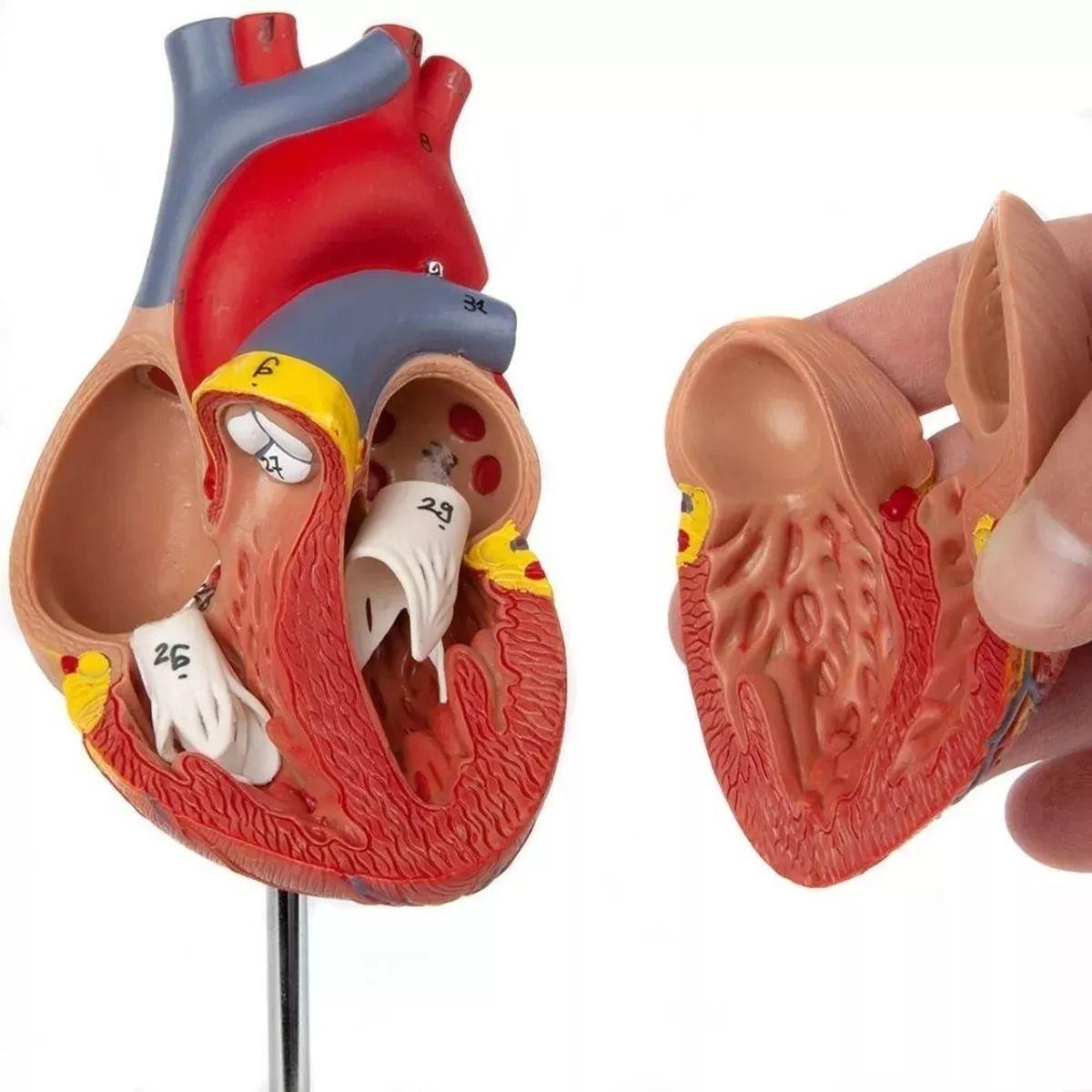 Figura de Corazón Modelo Anatómico.-2