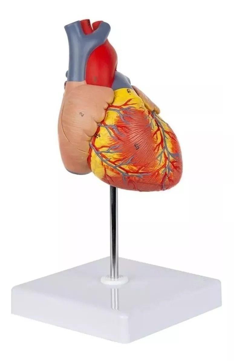 Figura de Corazón Modelo Anatómico.-3
