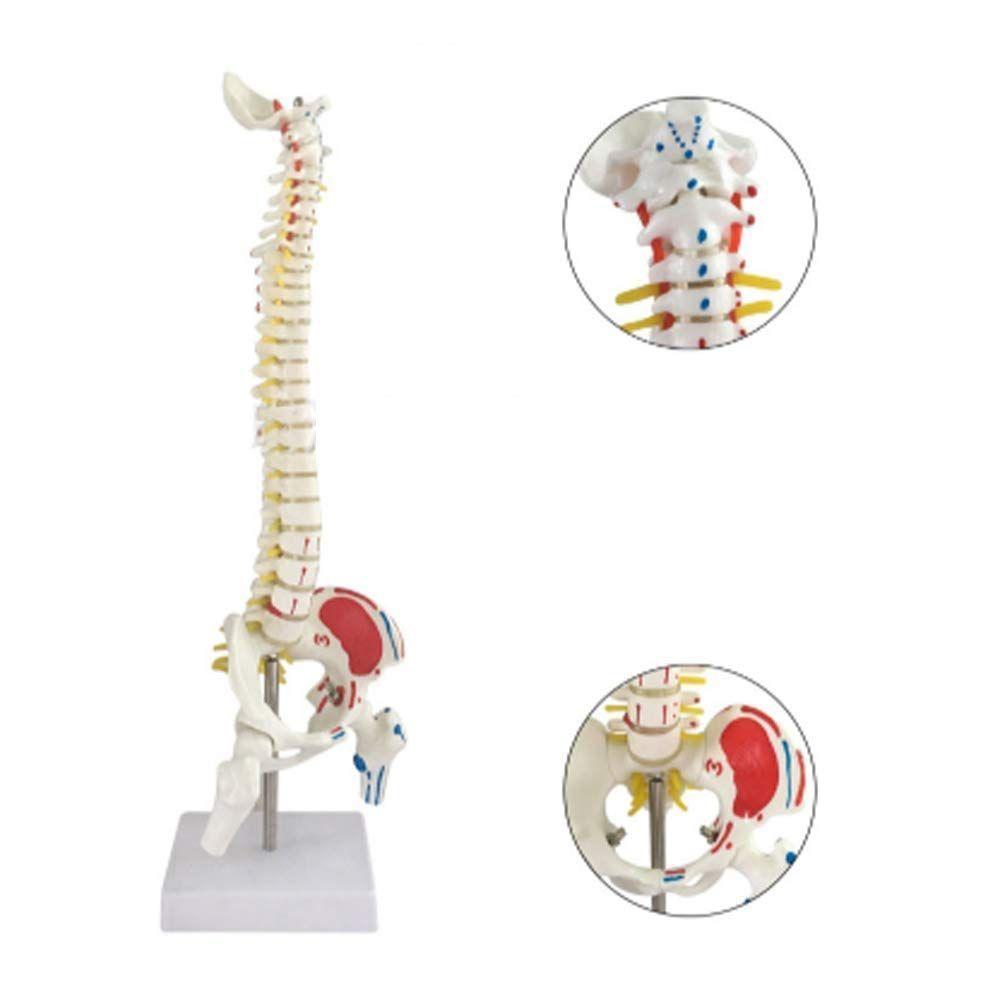 Columna Vertebral 45 Cm Con Cadera-2