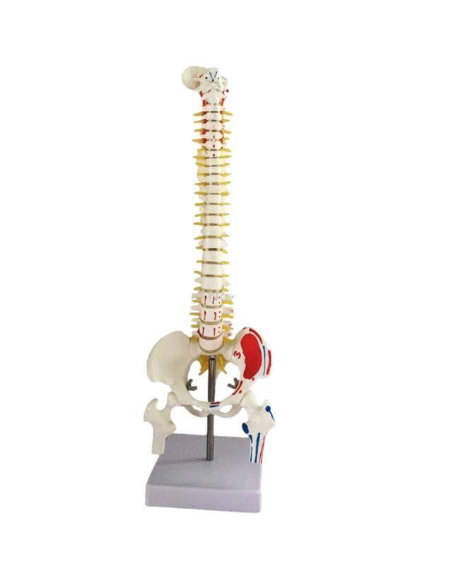 Columna Vertebral 45 Cm Con Cadera-3