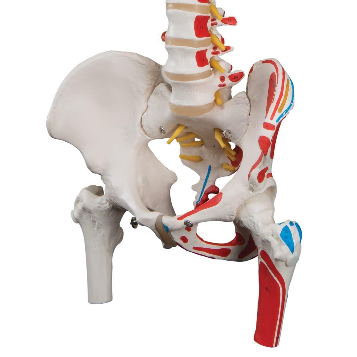 Columna Vertebral 45 Cm Con Cadera-4
