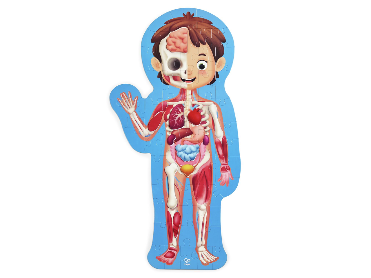 Puzzle cuerpo humano-2