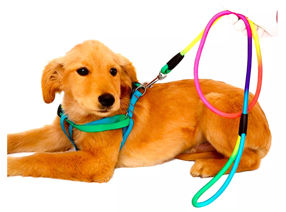 Correa + Arnés Multicolor Para Mascotas Perros-3
