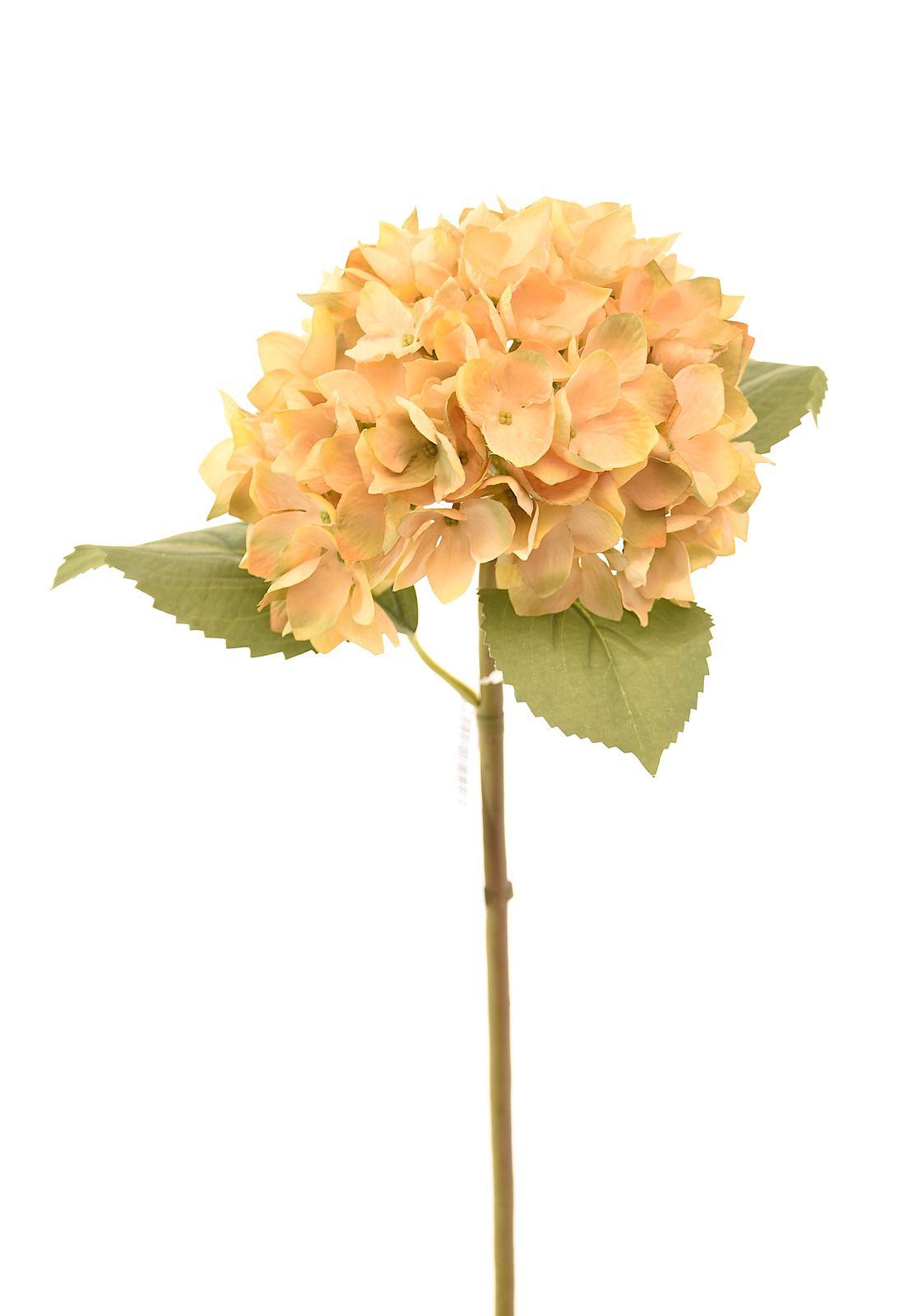 Hortensia 50Cm Crudo-0