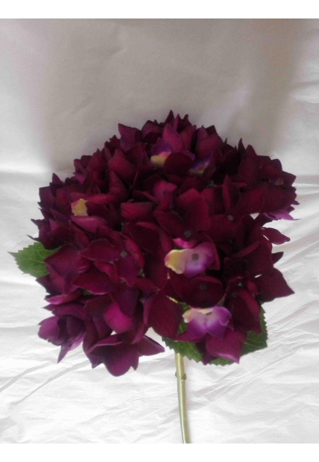 Hortensia 50Cm  hortensia-0