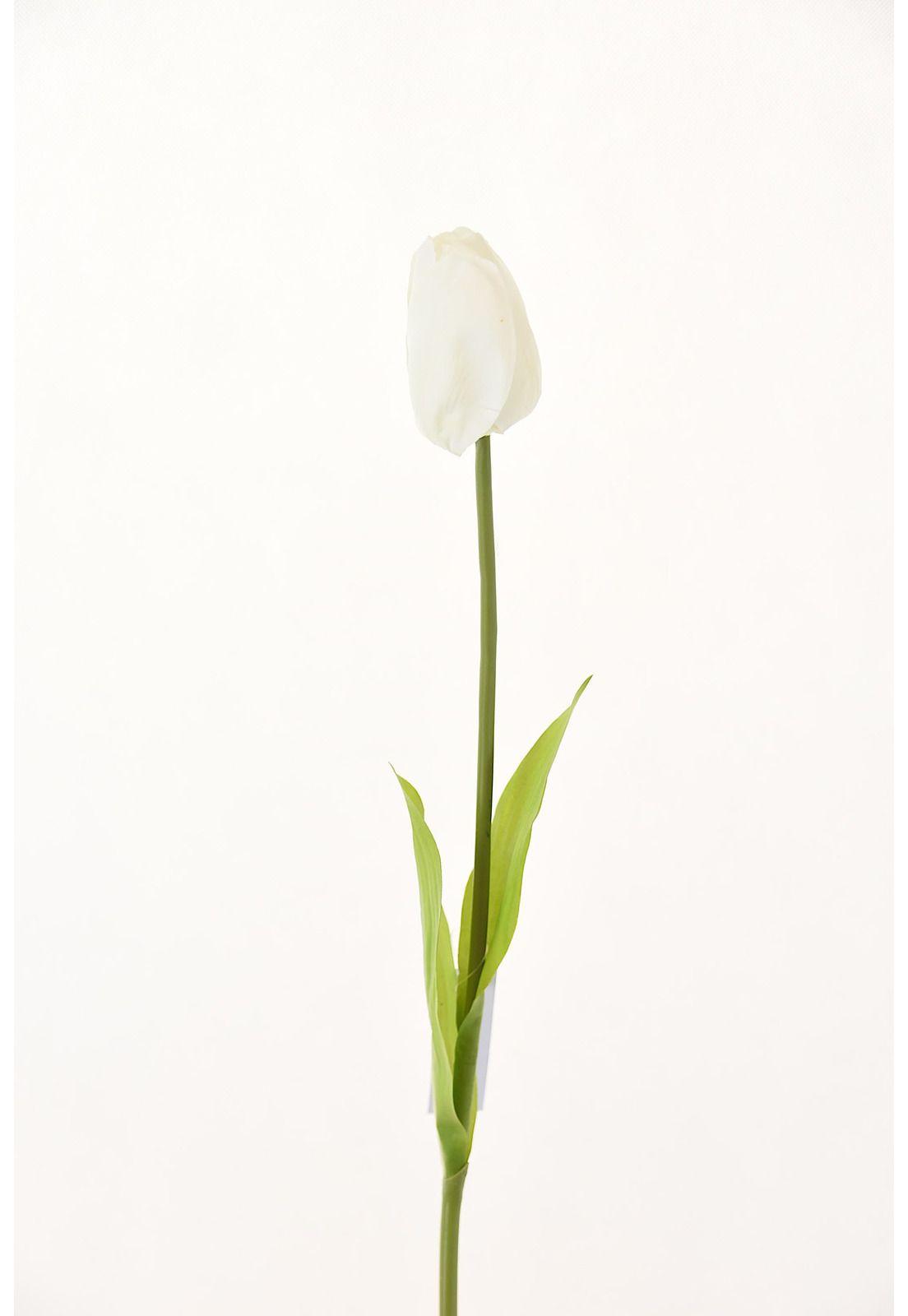 Tulipan 60Cm Blanco-0