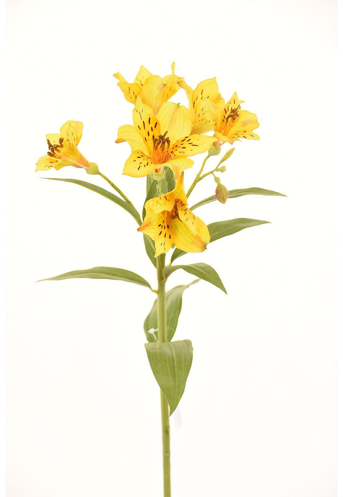 Astromelia 63Cm Amarillo-0