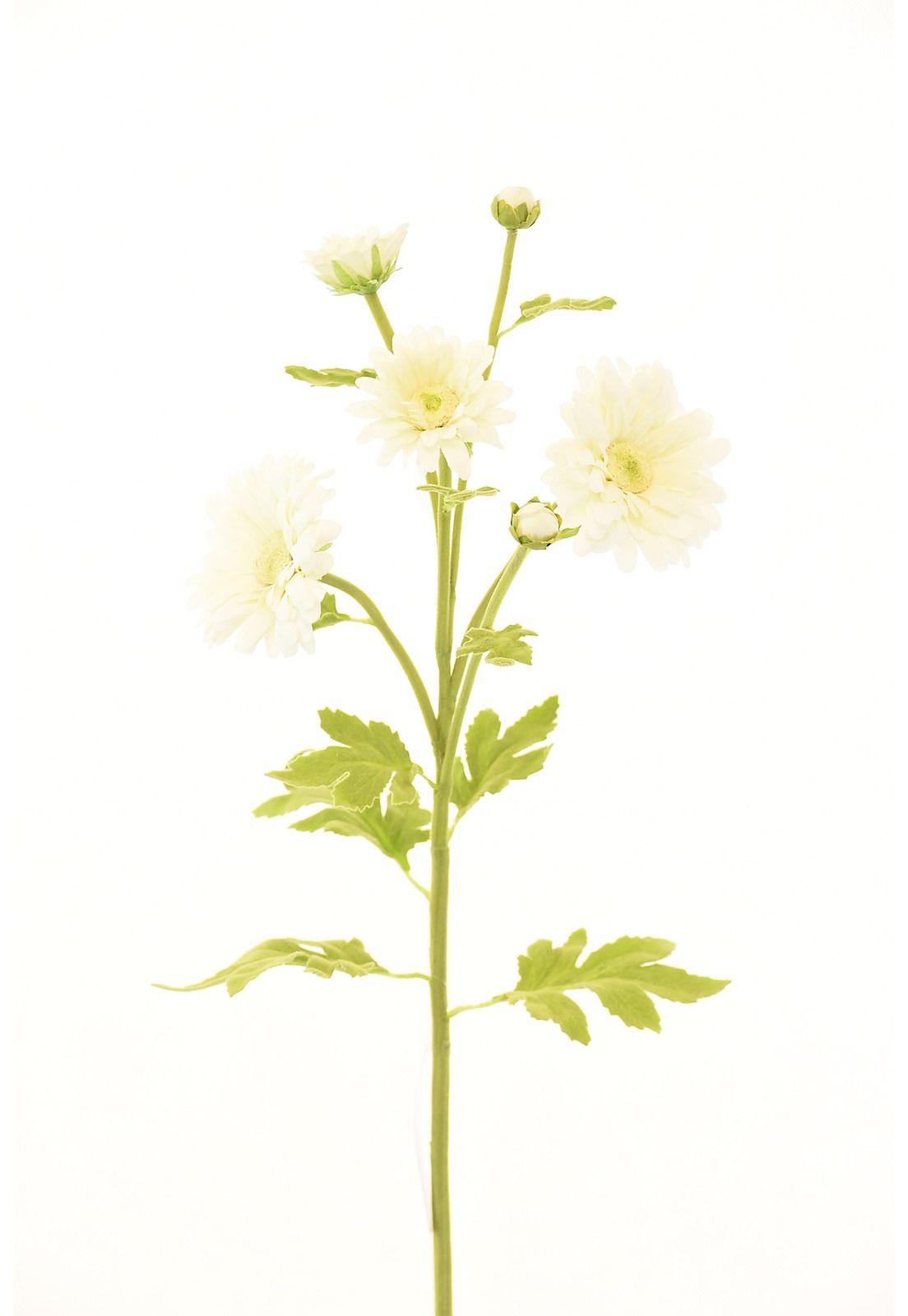 Margarita 66Cm Blanco-0