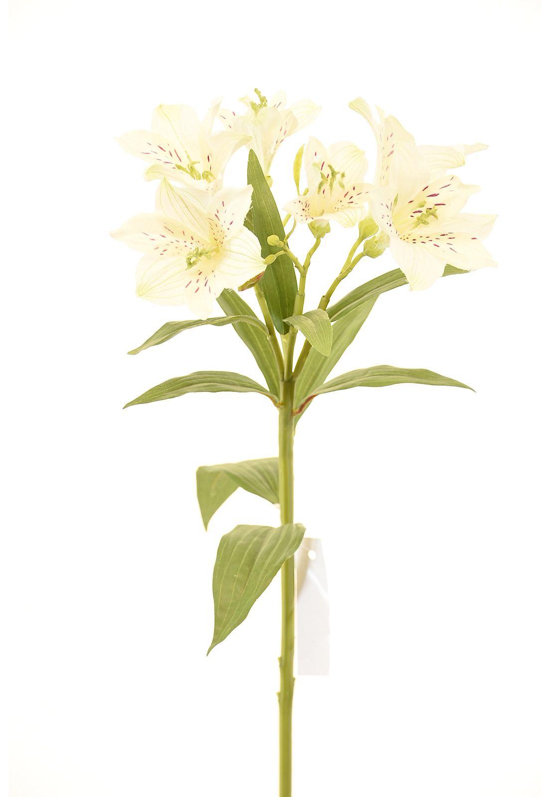 Astromelia 63Cm Blanco-0