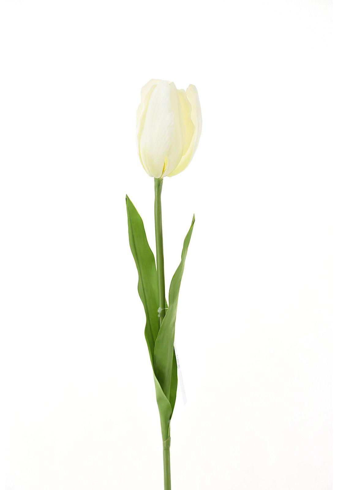 Tulipan 67Cm Blanco-0