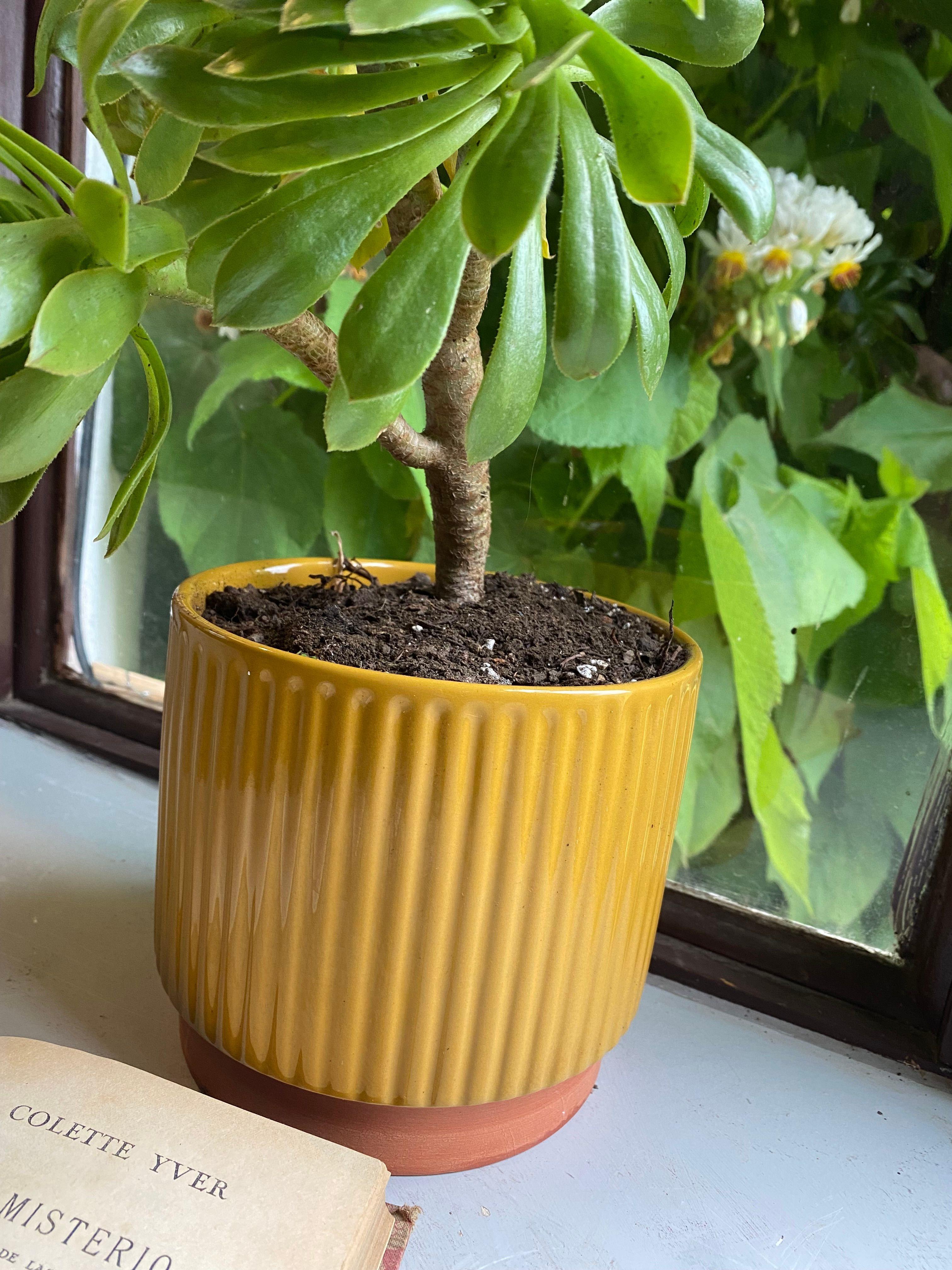 Macetero Enlozado Mostaza  17x15 Decogreen-2