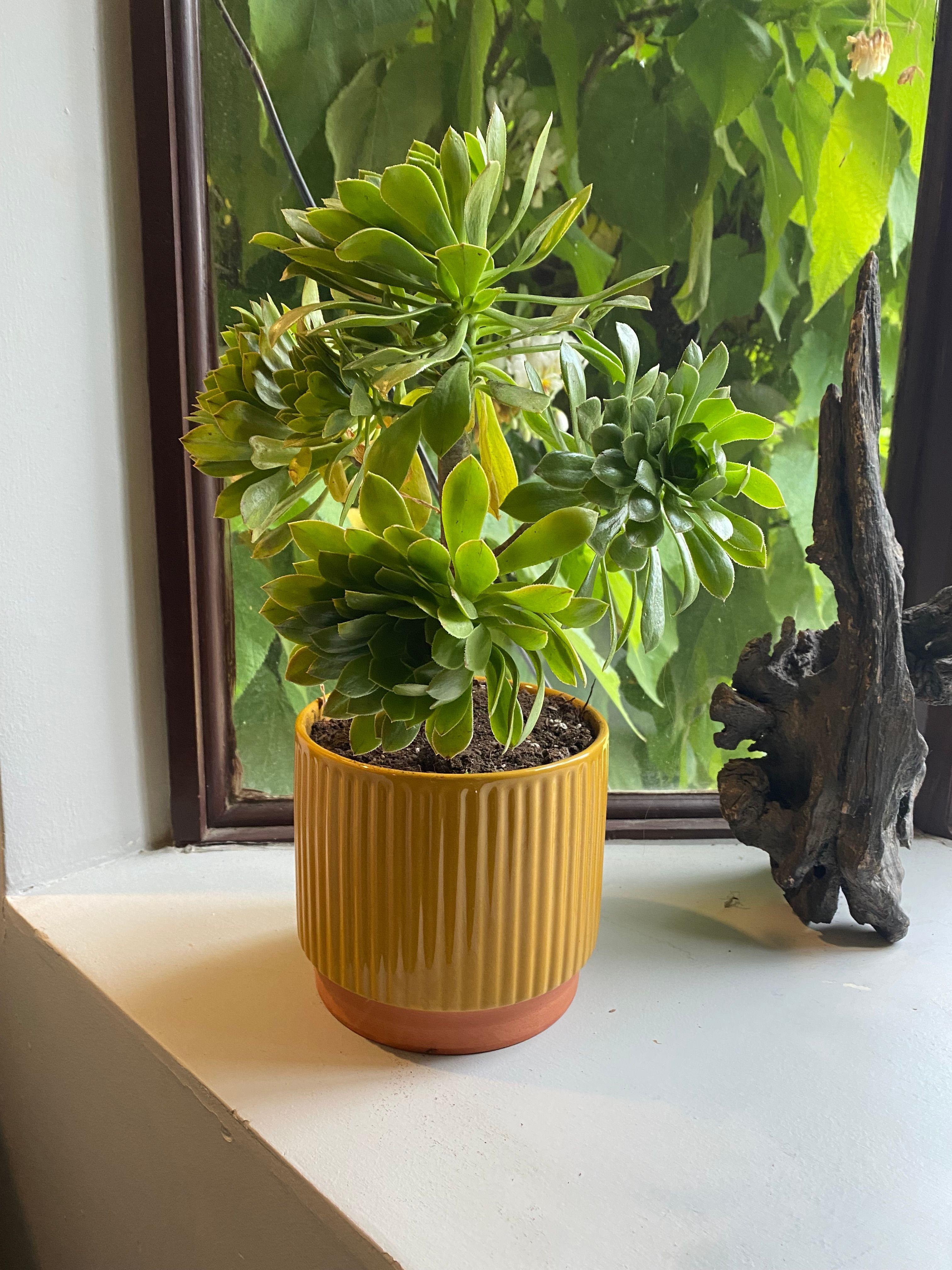 Macetero Enlozado Mostaza  17x15 Decogreen-3