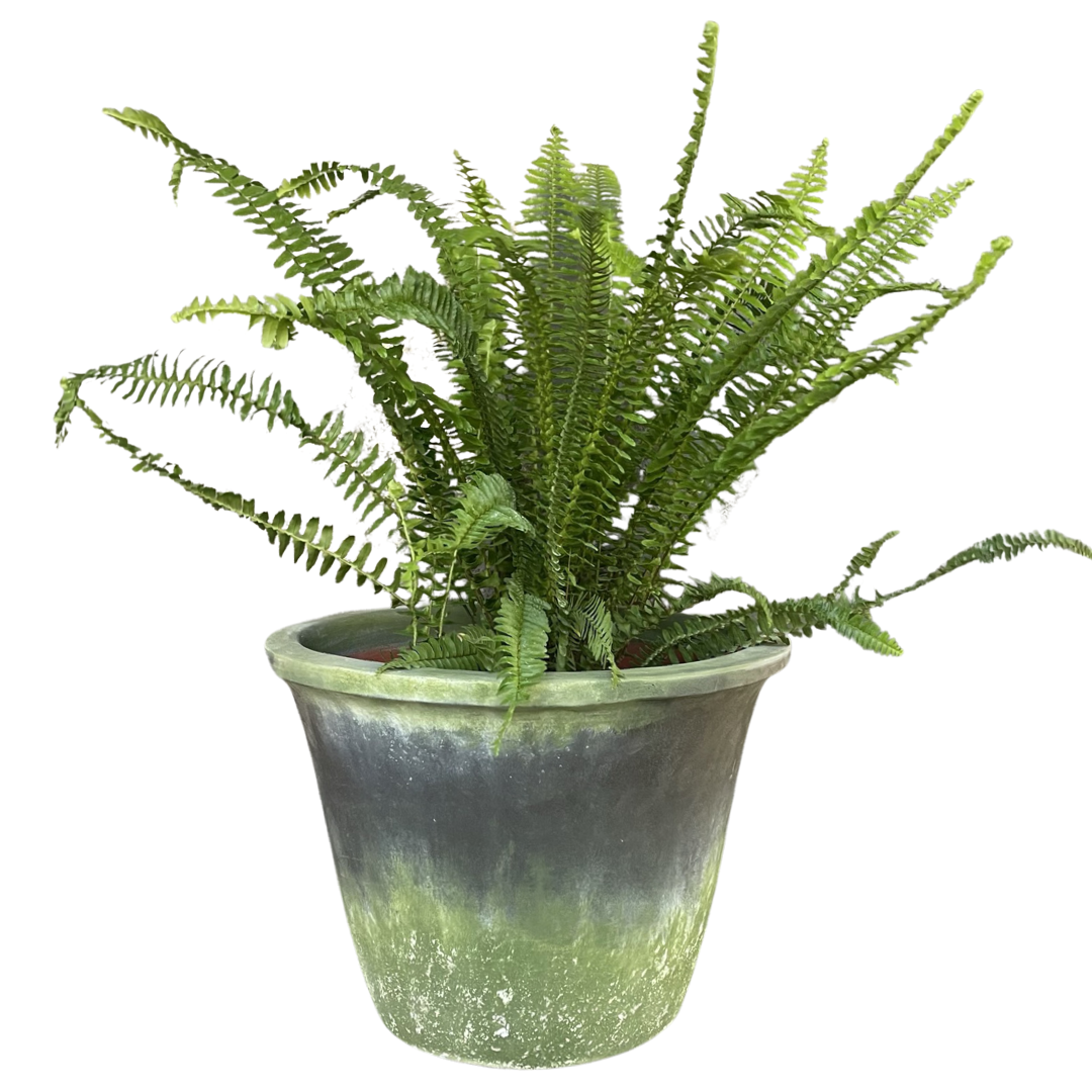 Macetero Tina rustica verde musgo L con plato-2