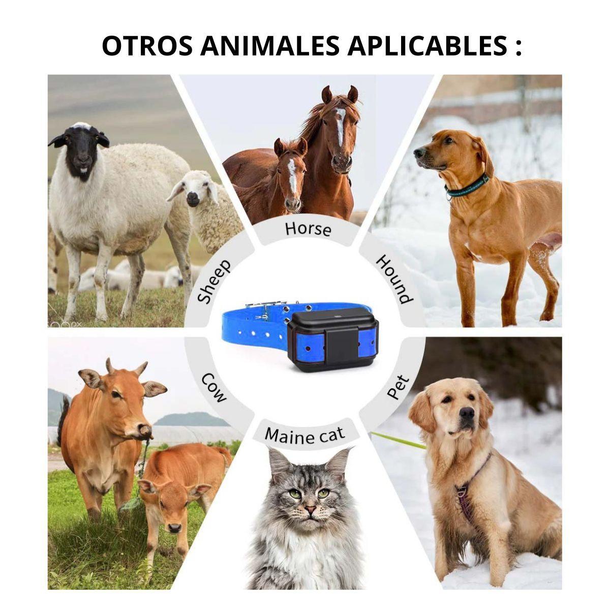 GPS 4G Rastreador Para Mascotas MP50G 4G 4000 mAh-6