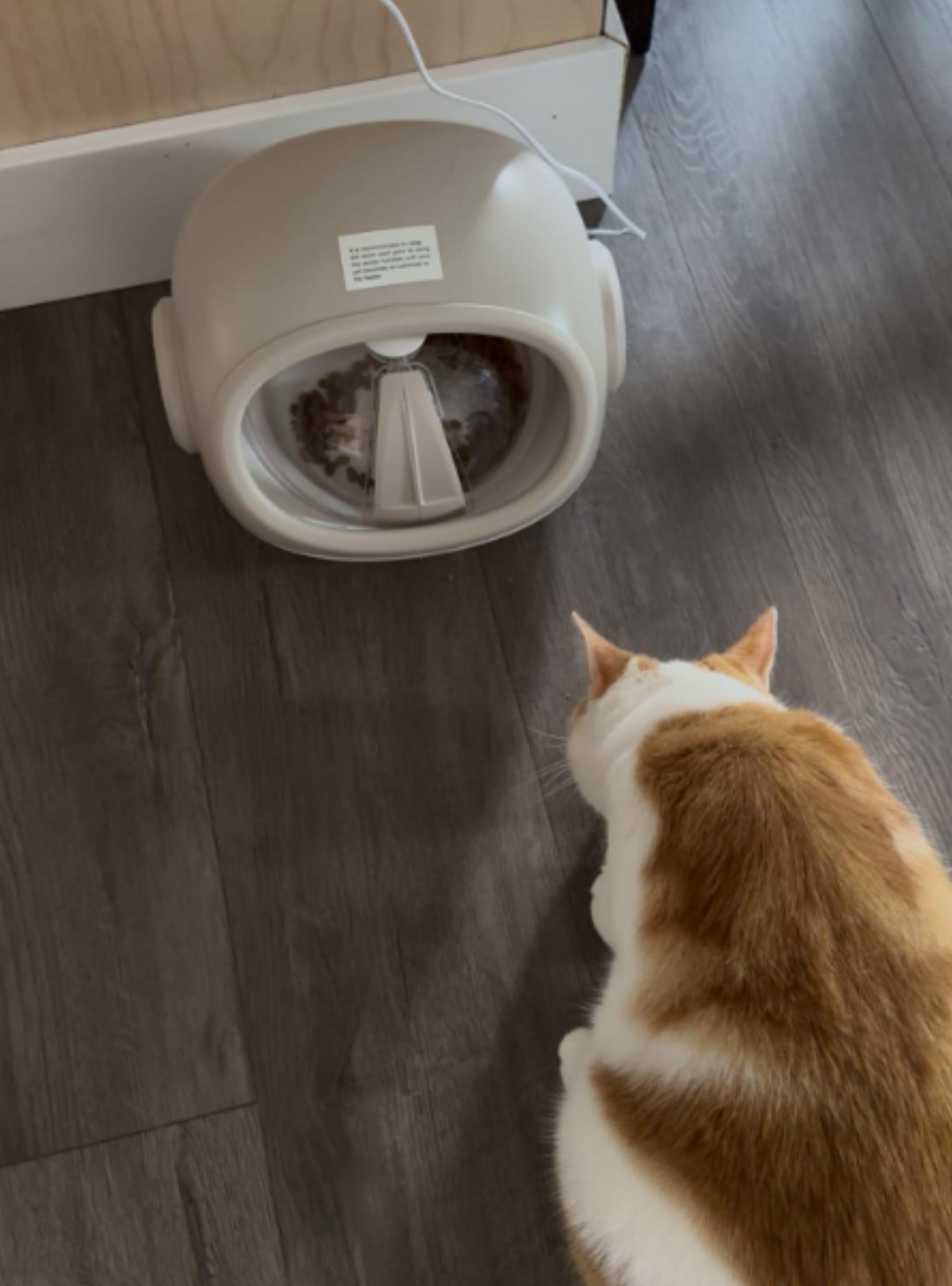 Comedero Automático RFID Antirobo Comida Gatos -7