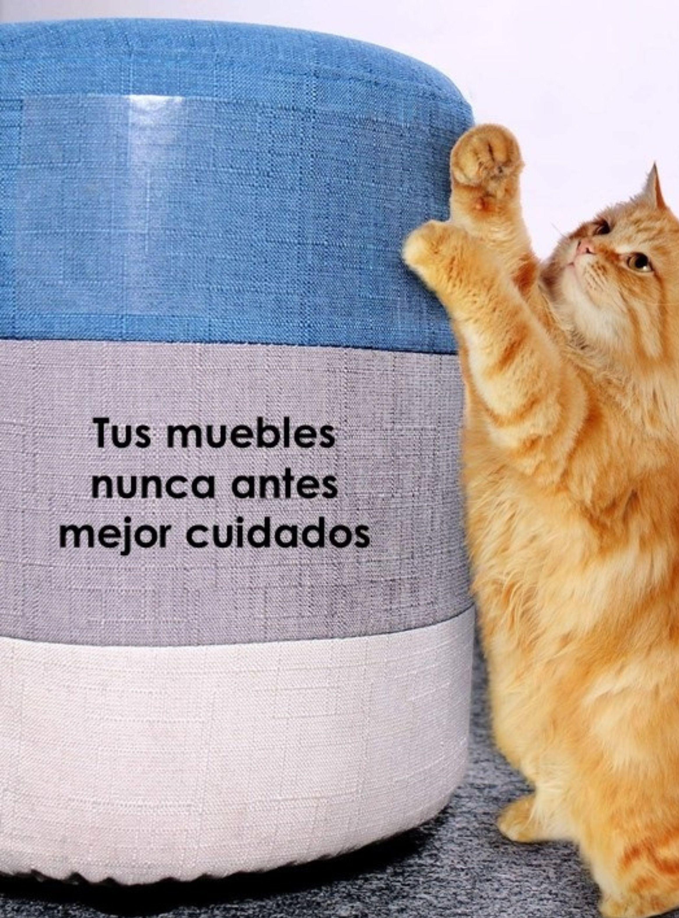 Cinta Protección Muebles Antiarañazos Gato (5 hojas)-3