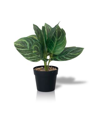 Planta Artificial Calathea 23x9 cm