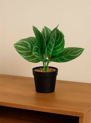 Imagen 2 del producto Planta Artificial Calathea 23x9 cm