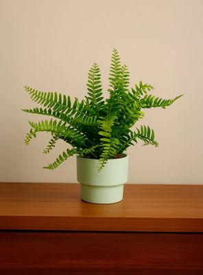 Imagen 2 del producto Planta Artificial Helecho 22x10 cm