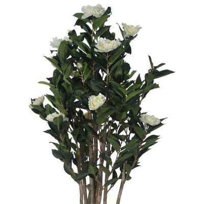 Imagen 2 del producto Planta Decorativa Camelia Japonica 120 Cms.