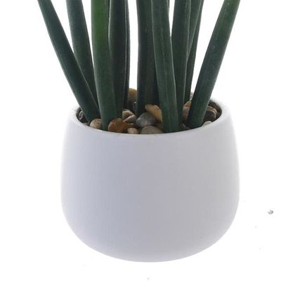 Imagen 2 del producto Planta Decorativa Asparragus 25 Cms Maceta Blanca