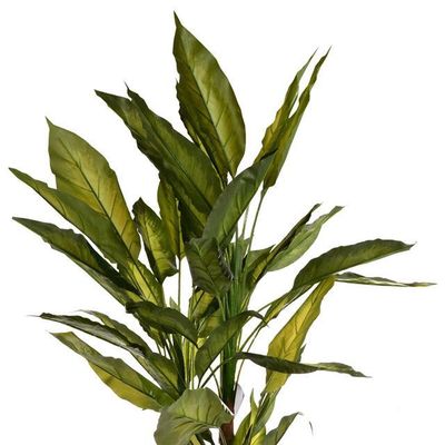 Imagen 2 del producto Planta Decorativa Aglaonema Variagado 125 Cms.