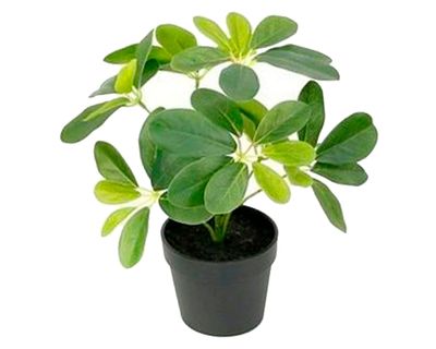 Imagen 1 del producto Ficus artificial 24 cm