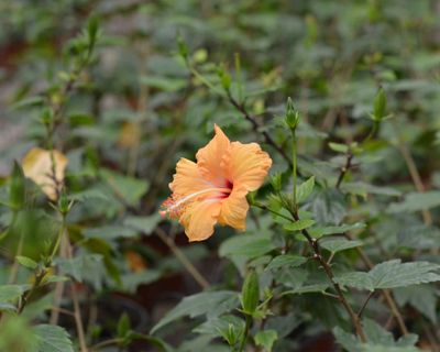 Imagen 2 del producto Planta natural Hibisco carne melón VCH 19