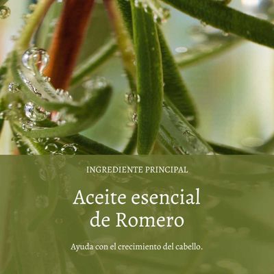 Imagen 2 del producto Shampoo Fuerza Y Volumen 500 ml L'Occitane