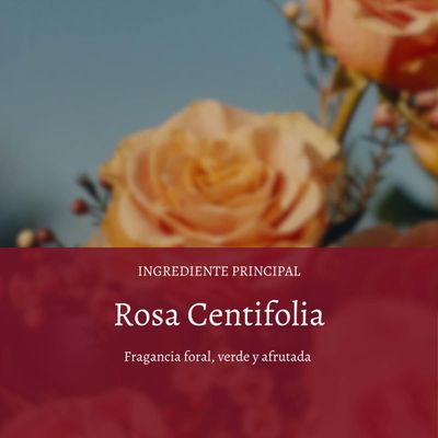 Imagen 2 del producto Leche de Cuerpo Flor de Cerezo 250 ml