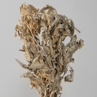 Imagen 2 del producto Flor Seca Brisa