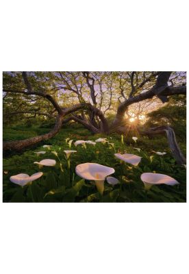Imagen 2 del producto Puzzle Rompecabezas Heye 1000 Piezas - Calla Clearing, Adamus