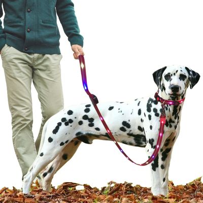 Correa + Collar Con Luces LED Impermeable