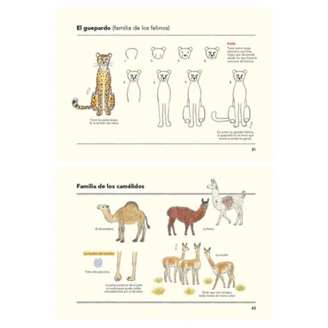 Libro Cómo Son Los animales Y Cómo Dibujarlos Ai Akikusa-2