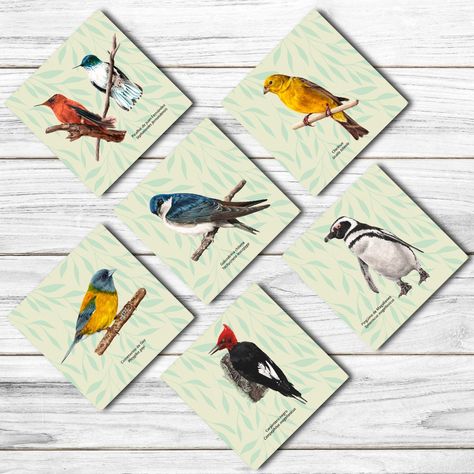 Set 6 Posavasos Aves de Chile-1
