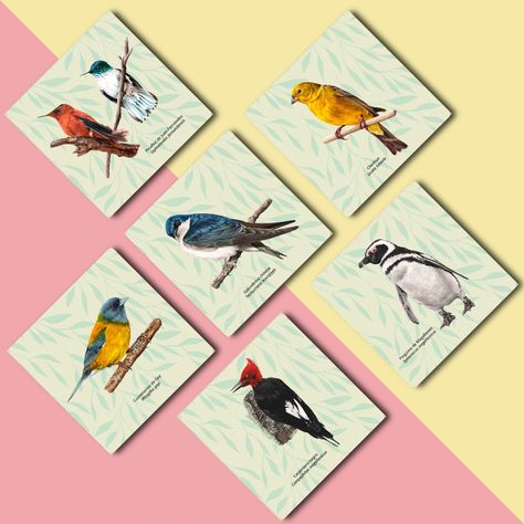 Set 6 Posavasos Aves de Chile-3
