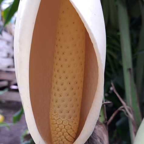 Fibra de Coco -1