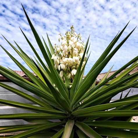 Fibra de Coco -3