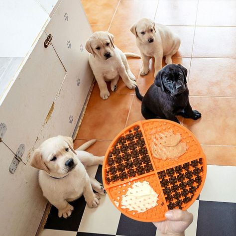 Plato Anti Ansiedad Come Lento Para Perro Mascota - Celeste - Norplat-6