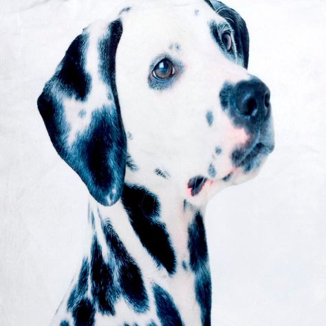 Funda Decorativa Para Cojín Dálmata Pintado-2