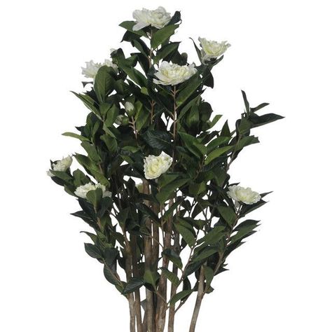 Planta Decorativa Camelia Japonica 120 Cms.-1