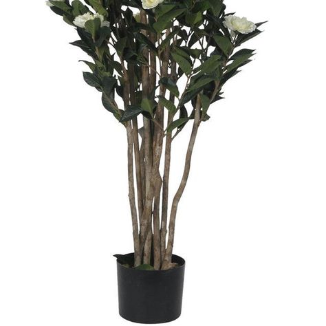 Planta Decorativa Camelia Japonica 120 Cms.-2